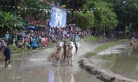 Sôi nổi lễ hội đua bò truyền thống ở vùng Bảy Núi