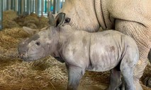 Phả hệ gia đình 2 chú tê giác mới ra đời tại Vinpearl Safari Phú Quốc
