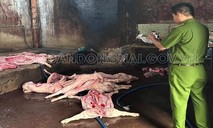 Đồng Nai: Cơ sở giết mổ gom heo chết, mắc bệnh tả lợn Châu Phi bán ra thị trường