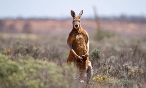 Nuôi kangaroo làm thú cưng, người đàn ông bị tấn công thiệt mạng