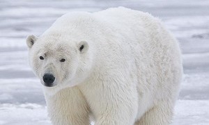 Gấu Bắc Cực cắn chết 2 người ở bang Alaska