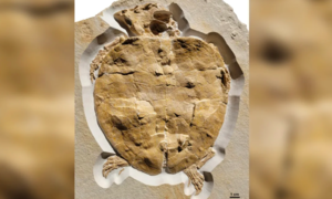 Phát hiện hóa thạch gần như nguyên vẹn của rùa biển từ kỷ Jura