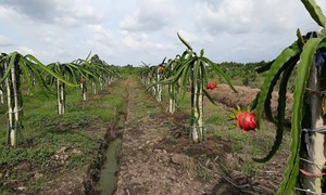 Nông nghiệp sinh thái: Kinh nghiệm từ các đối tác và triển khai thực hiện tại Việt Nam