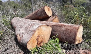 Bắt 5 đối tượng liên quan đến vụ khai thác hơn 30m3 gỗ