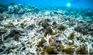 Rạn san hô khổng lồ ngoài khơi nước Úc đang 'chết dần' vì biến đổi khí hậu