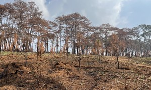 Đắk Nông: Điều tra vụ hàng ngàn cây thông bị đốt cháy