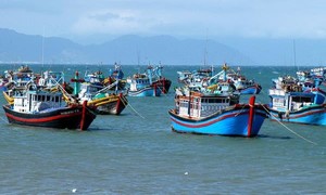 Ban Bí thư yêu cầu quyết tâm gỡ ‘thẻ vàng’ IUU ngành thủy sản trong năm 2024