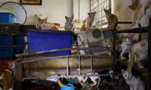 Singapore bỏ tù người để 43 con mèo chết đói