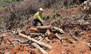 Kon Tum: Khởi tố vụ án phá rừng, trồng cao su