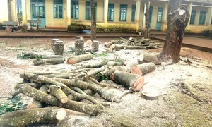 Yêu cầu 2 hiệu trưởng kiểm điểm, làm rõ việc cho cưa hạ cây xanh trong trường học
