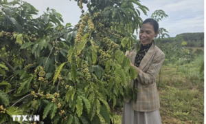 UNDP ghi nhận Việt Nam thuộc nhóm quốc gia đạt tiến bộ nhanh trong giảm nghèo đa chiều