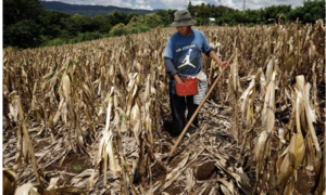 Hiện tượng El Nino khiến nhiệt độ tại vùng nhiệt đới ở Thái Bình Dương tăng kỷ lục