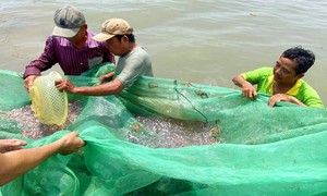 Rủ nhau đi bắt cá đồng