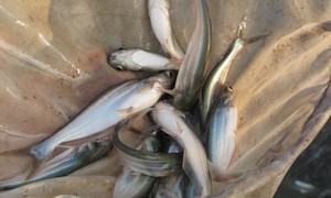 Giá cá tra khởi sắc, vì sao người nuôi chưa quay lại?