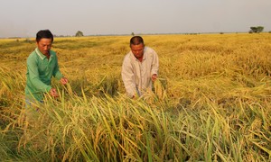 Đề án 1 triệu héc-ta lúa: Động lực nâng giá trị gạo Việt