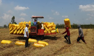 Nghịch lý xuất khẩu gạo: Lượng tăng nhưng giá giảm