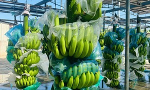 Bài 2: Chuối Việt Nam tiến gần "câu lạc bộ tỷ USD"