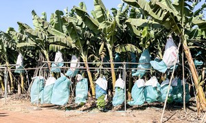 Bài cuối: Từ nền tảng nông nghiệp công nghệ cao đến chiến lược hội nhập quốc tế