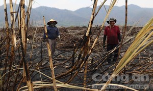 Hiện trường cánh đồng mía 28 héc-ta bị cháy rụi, người dân thất thần