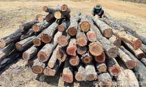 Gỗ lậu từ rừng ‘tuồn’ ra bãi tại vùng giáp ranh