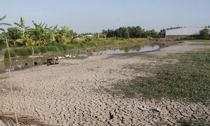 Kỳ 1: Hạn mặn bủa vây đồng bằng