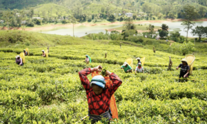 Xung đột Trung Đông khiến ngành công nghiệp chế biến trà của Sri Lanka chao đảo