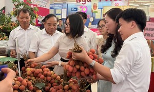 Saigon Co.op đưa 300 tấn vải Thanh Hà vào hệ thống phân phối toàn quốc
