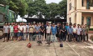 Đột kích trường gà quy mô lớn, bắt giữ 31 đối tượng