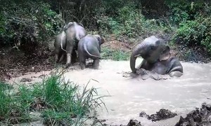 Video: Bẫy ảnh ghi cảnh đàn voi tắm bùn, uống nước trong rừng Mã Đà