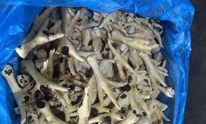 Khởi tố các đối tượng buôn lậu hàng ngàn tấn chân gà đông lạnh