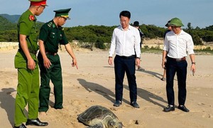 Vận động người dân thả cá thể vích nặng 40kg về môi trường tự nhiên