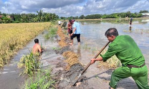 Lực lượng Công an giúp dân gặt lúa chạy lũ