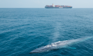 Các công ty hàng hải phải thay đổi lộ trình để cứu cá voi nguy cơ tuyệt chủng