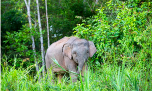 Ô tô tông chú voi con trên đường cao tốc ở Malaysia bị cả đàn voi “trả thù”