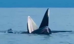 Clip đàn cá voi xuất hiện ở vùng biển Cô Tô