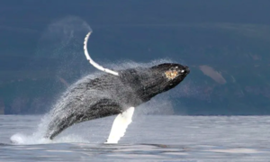 Bí ẩn về “bài hát” của những con cá voi khổng lồ đã được giải mã