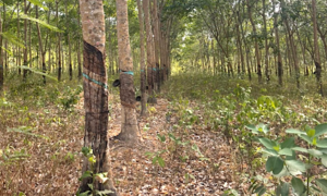Vụ "Hủy hoại rừng" ở Bình Thuận: "Người trong cuộc" nói gì về kết luận giám định?