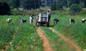 Cái chết của công nhân nông trại Ấn Độ khiến dư luận Ý phẫn nộ