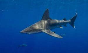 Mỹ: Người đàn ông ở Florida nguy kịch sau khi bị cá mập tấn công