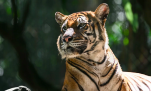 Hổ Mã Lai đứng trước 'bờ vực tuyệt chủng'