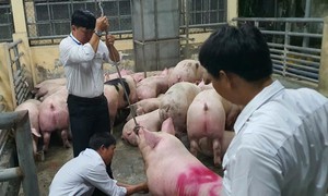 Bài cuối: Từ biên bản phạt hành chính đến chuyên án 10.000 tấn heo