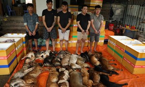 Công an TPHCM triệt phá băng trộm chó mèo chuyên nghiệp, quy mô lớn, cung cấp thịt cho nhiều tỉnh, thành