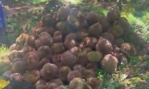 Mẫu thuẫn cháu phun thuốc diệt cỏ gây thiệt hại vườn sầu riêng chú ruột