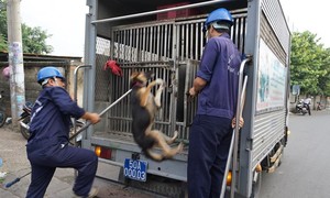 Xử phạt nghiêm hành vi thả rông vật nuôi tại nơi công cộng