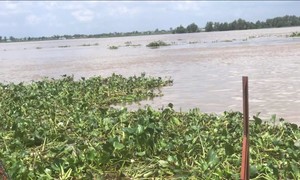 Tìm thân nhân thi thể phụ nữ có hàm răng giả, trôi trên sông Tiền