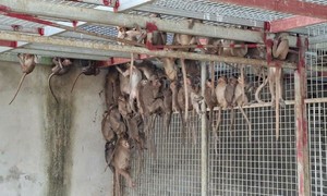 Bắt vụ vận chuyển lượng lớn động vật hoang dã, quý hiếm từ miền Nam ra biên giới phía Bắc tiêu thụ