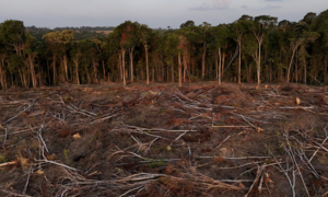 Tình trạng mất rừng nhiệt đới trên toàn cầu đã giảm bớt vào năm 2025