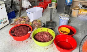 Video Công an TPHCM đột kích cơ sở sản xuất thịt bò giả từ heo nái, thịt bò chứa chất cấm