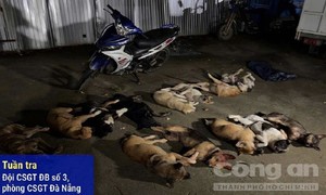 Bị CSGT truy đuổi, 2 đối tượng vứt lại xe cùng bao tải chứa 13 con chó, trốn vào rừng