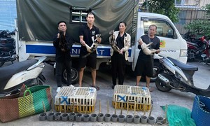 Triệt xóa đường dây trộm cắp, thu gom mèo liên tỉnh quy mô lớn